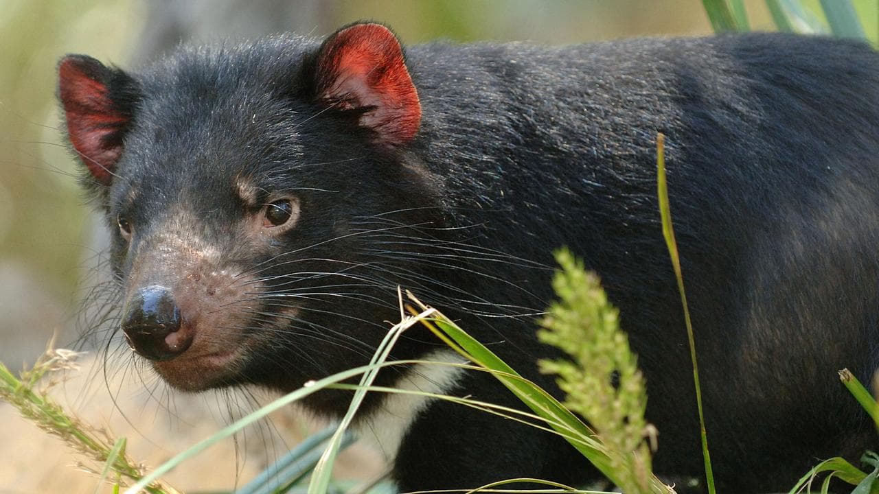 A Tasmanian devil