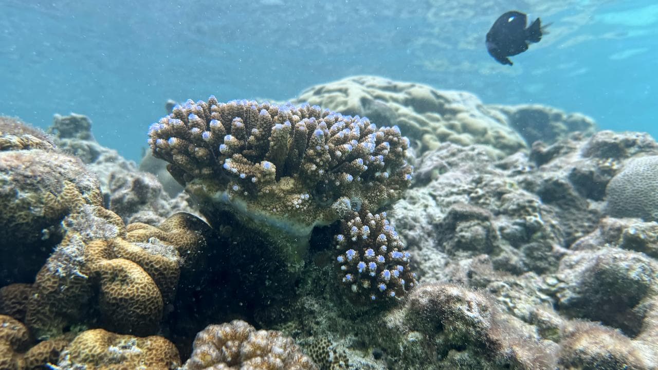 Sea life and coral at Pango peninsula, Efate, Vanuatu,  July 2025