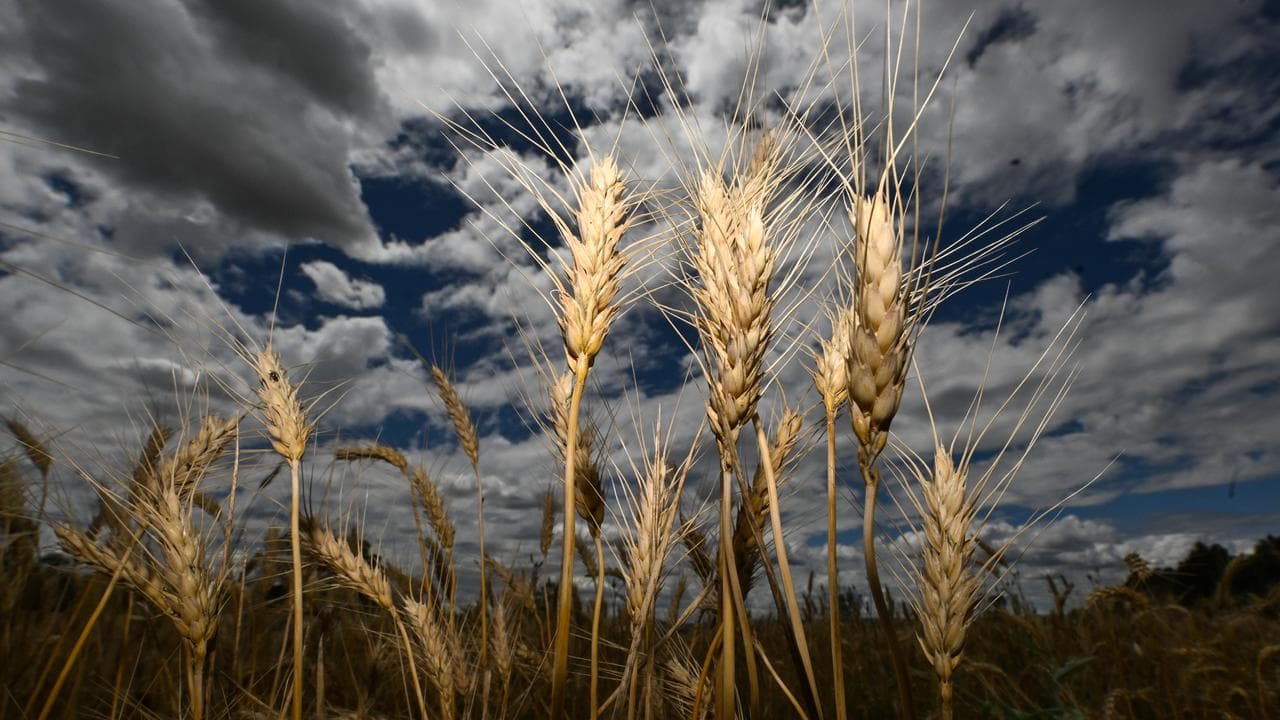 Wheat heads are seen in a field at Borambola near Wagga Wagga