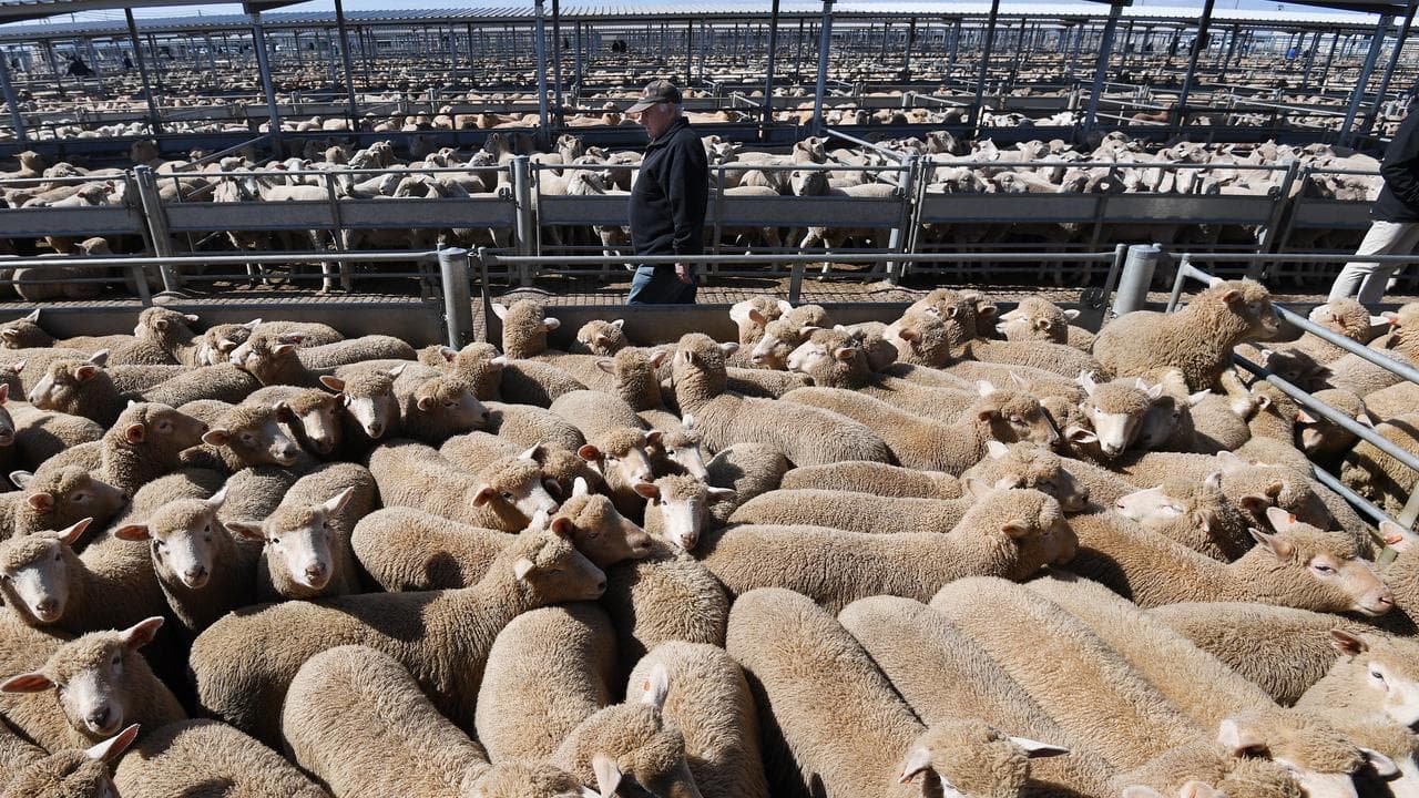 Sheep being sold at sale yards in Forbes, NSW