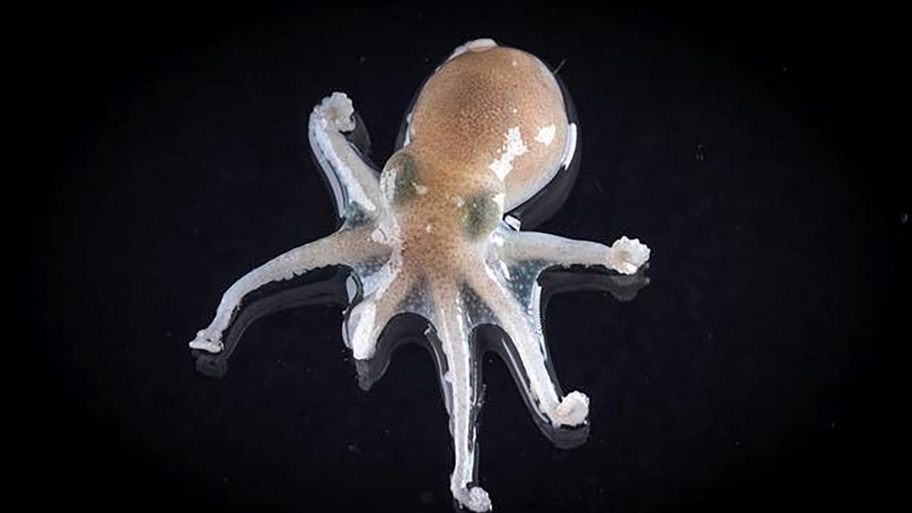 The Turquet's octopus