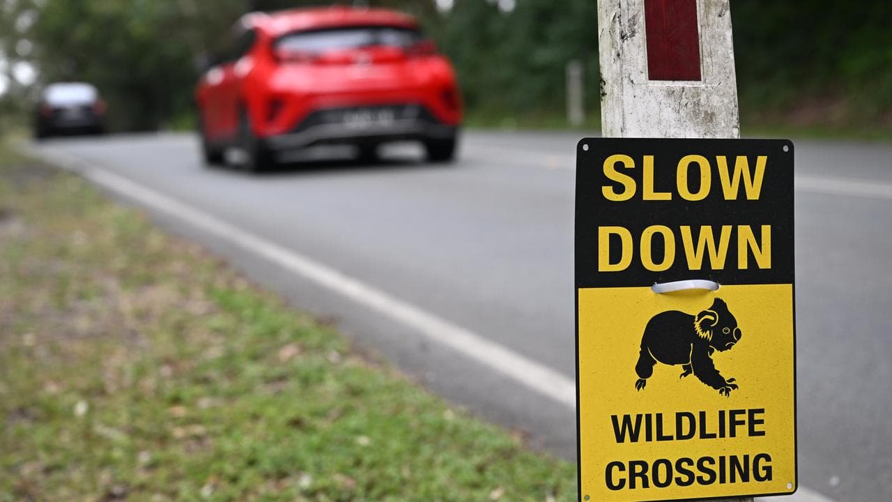 A sign depicting a Koala is seen alerting motorist to slow down