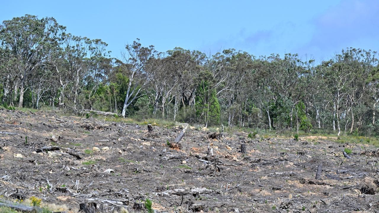A general view of land clearing