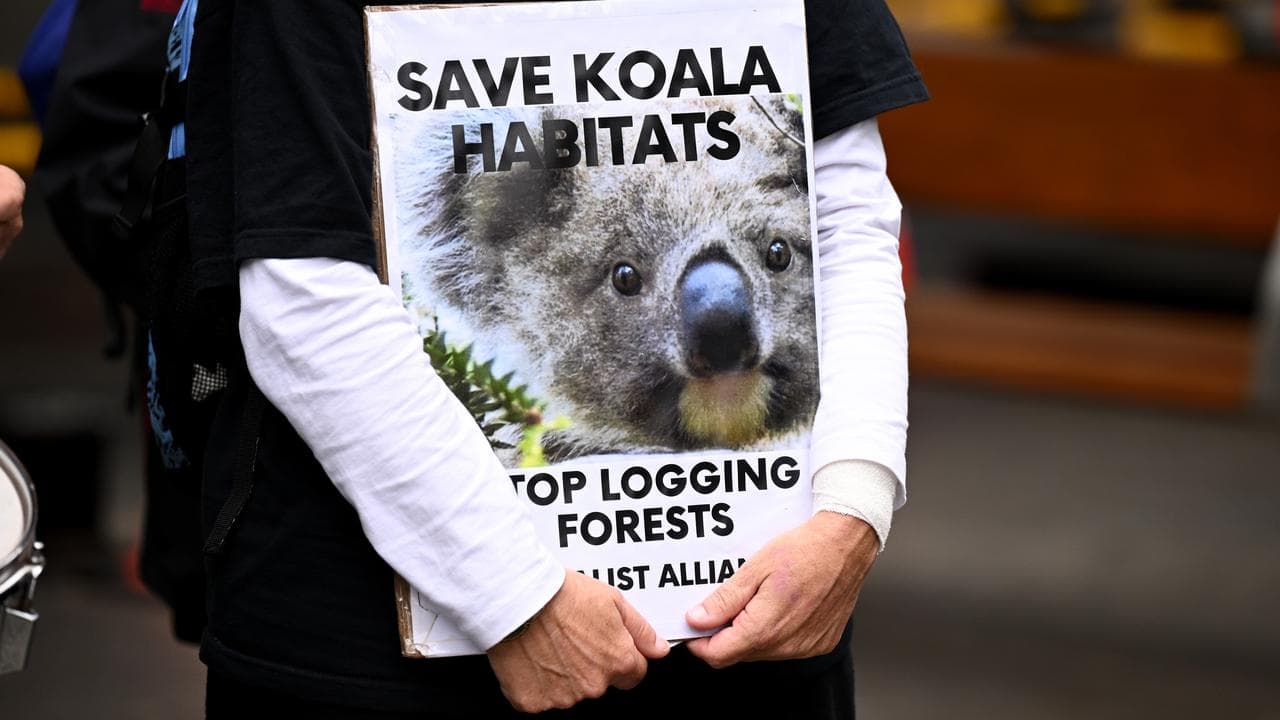 Protesters are seen during an anti-logging rally