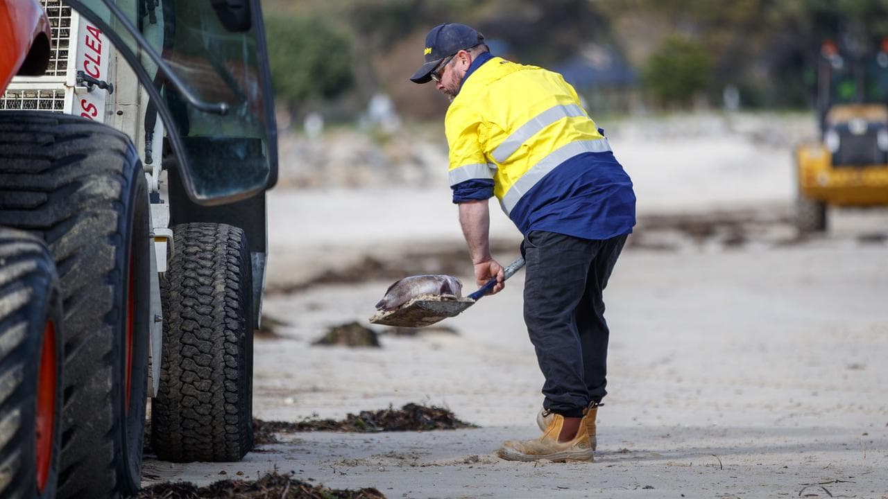 Workers clean up dead fish at Seacliff Beach