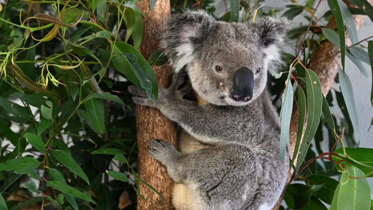 A koala at the Endeavour Veterinary Ecology in Toorbul