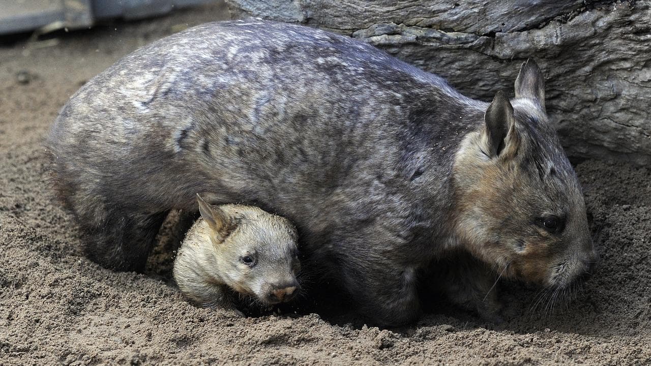 A wombat and baby (file image)