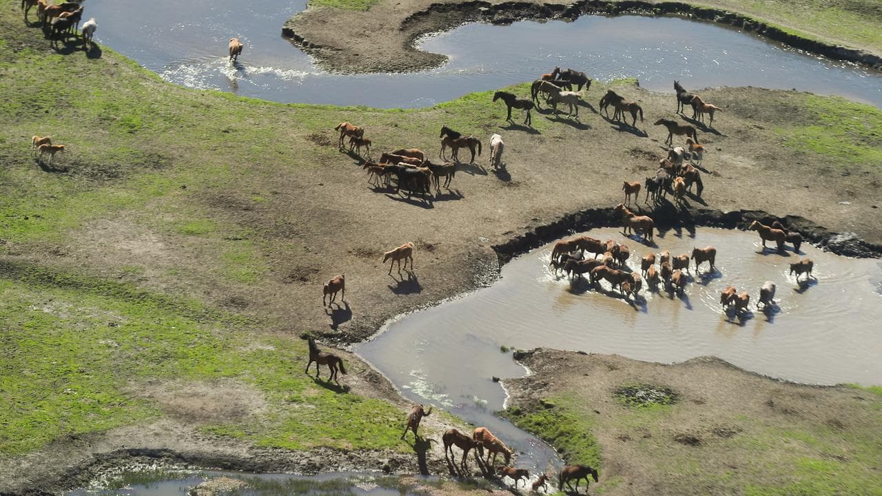 Brumbies in Kosciuszko National Park (file image)