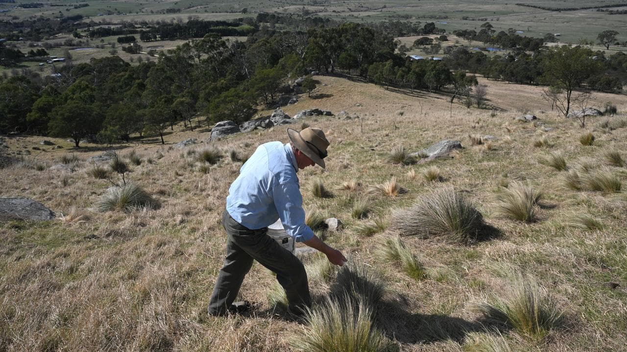 Farmer works to eradicate serrated tussock