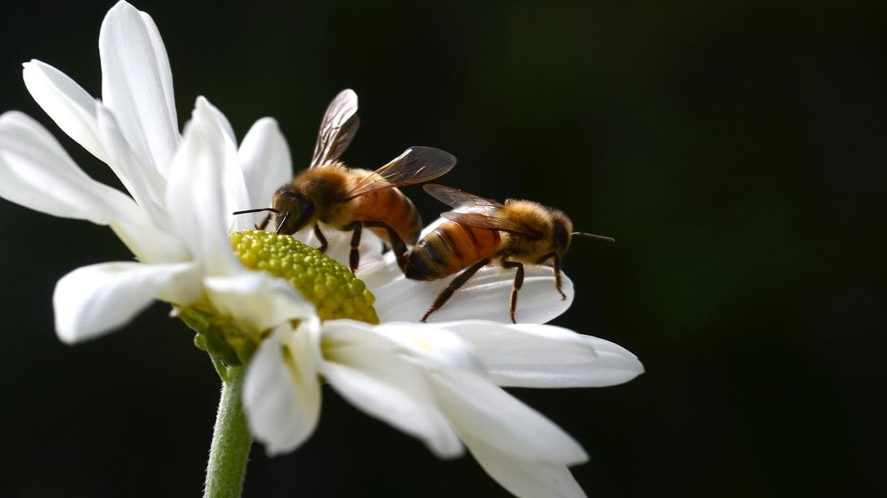 Bees on a flower