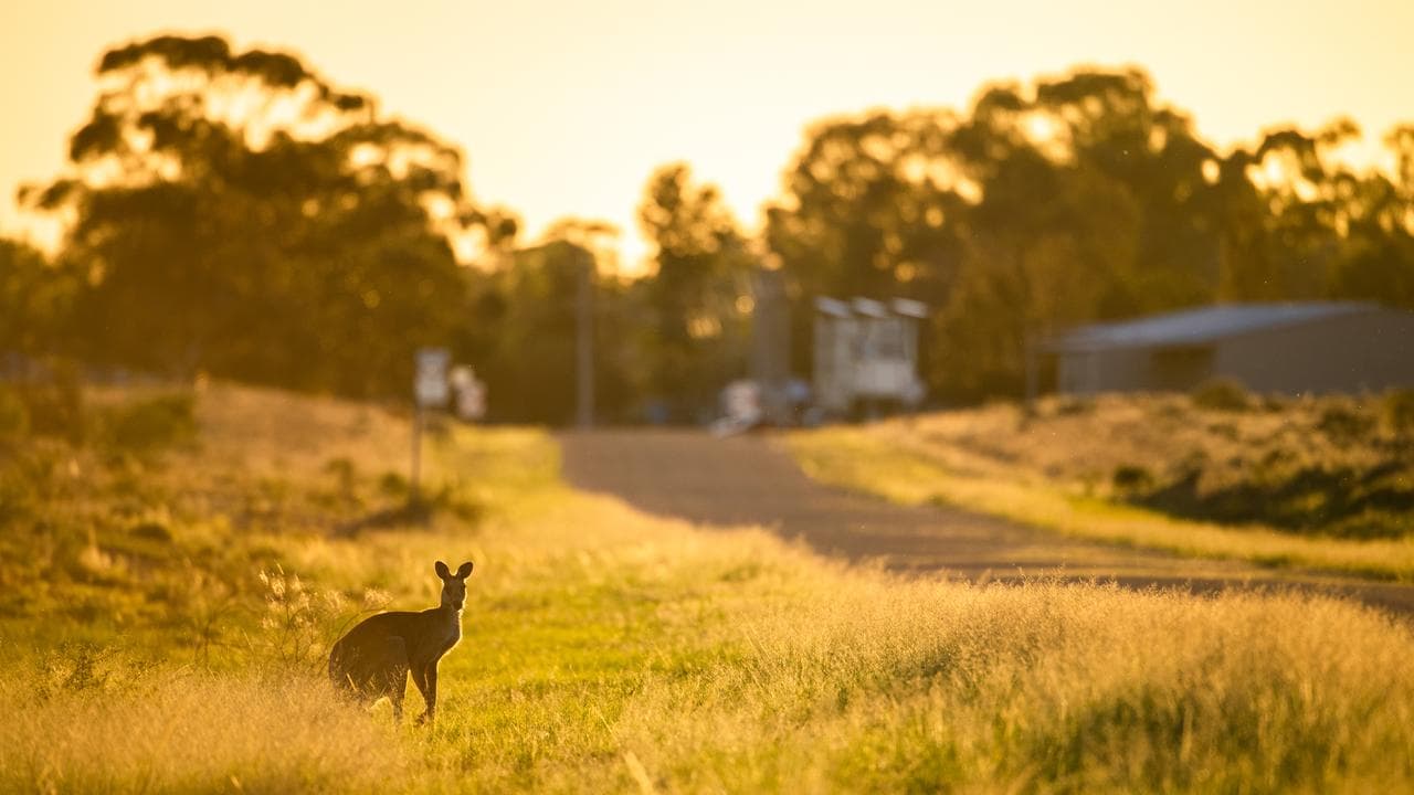 A kangaroo by the road (file image)