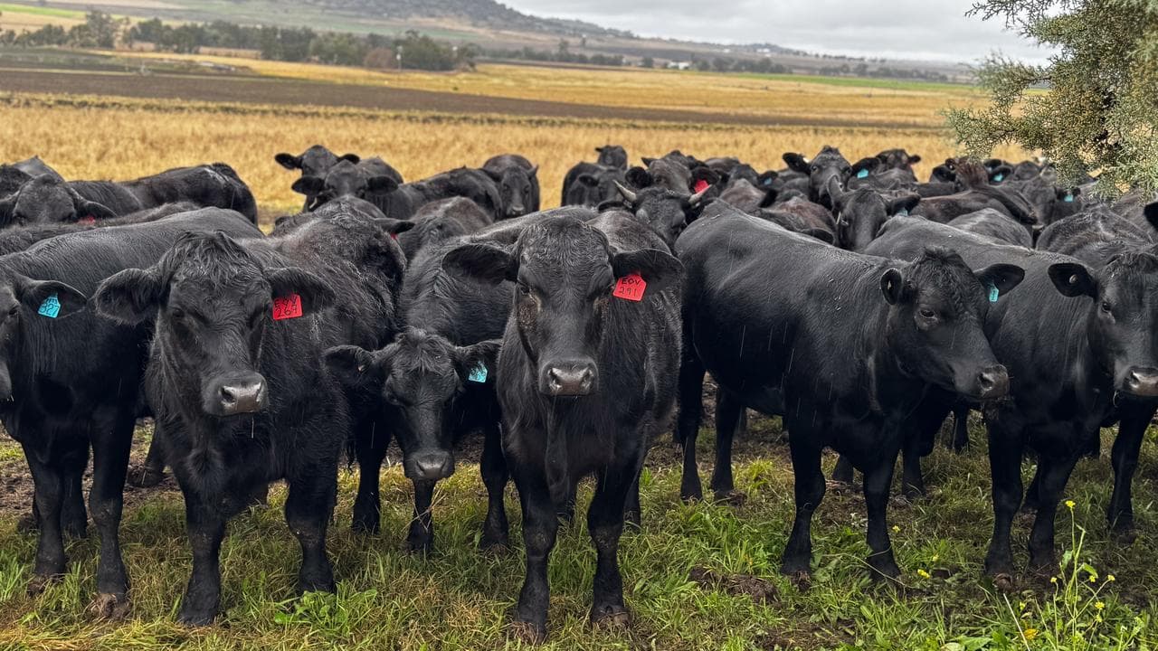 Regenerative farmer Randal Breen's cattle
