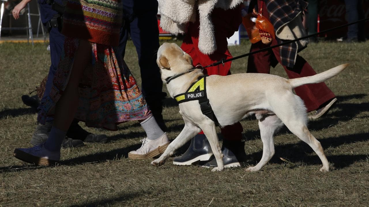 Sniffer dog at Splendour In the Grass (file)