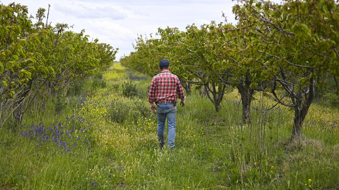 A farmer inspect fruit trees (file image)