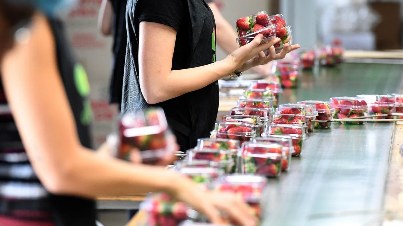 Workers at a strawberry farm (file image)
