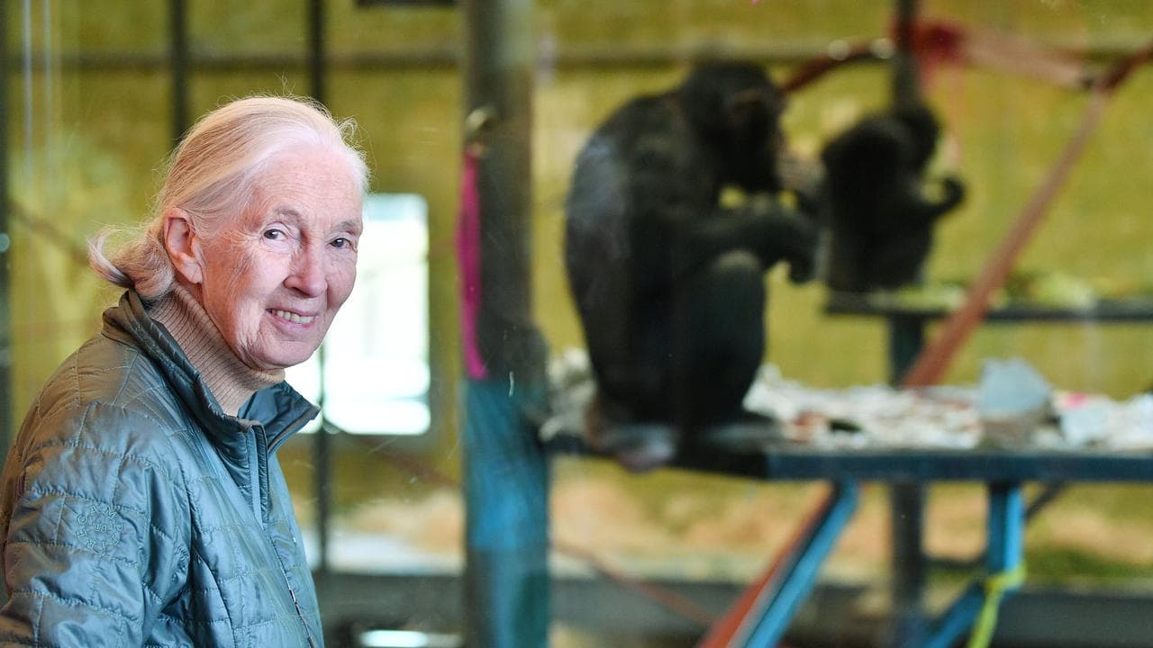 Jane Goodall at Monarto Zoo near Adelaide in 2019 (file image)