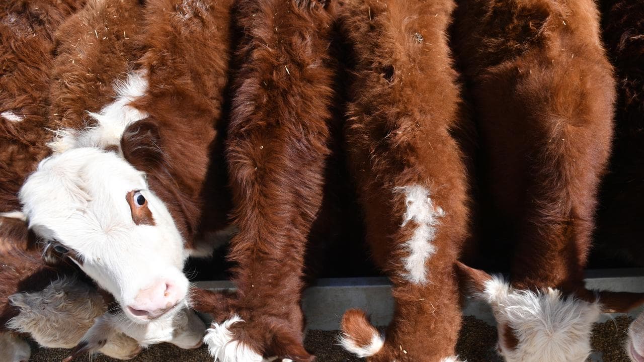 Cattle feeding at Langawirra Station north of Broken Hill