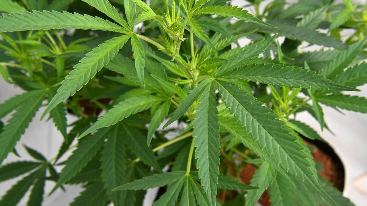 QLD MEDIFARM OPENING