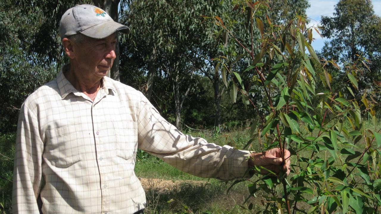 Native trees on a cattle and seed saving property near Yass
