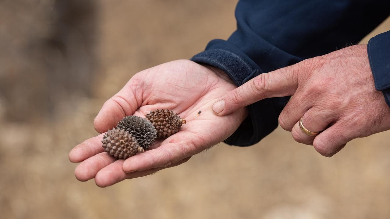 Sheoak seeds and cones