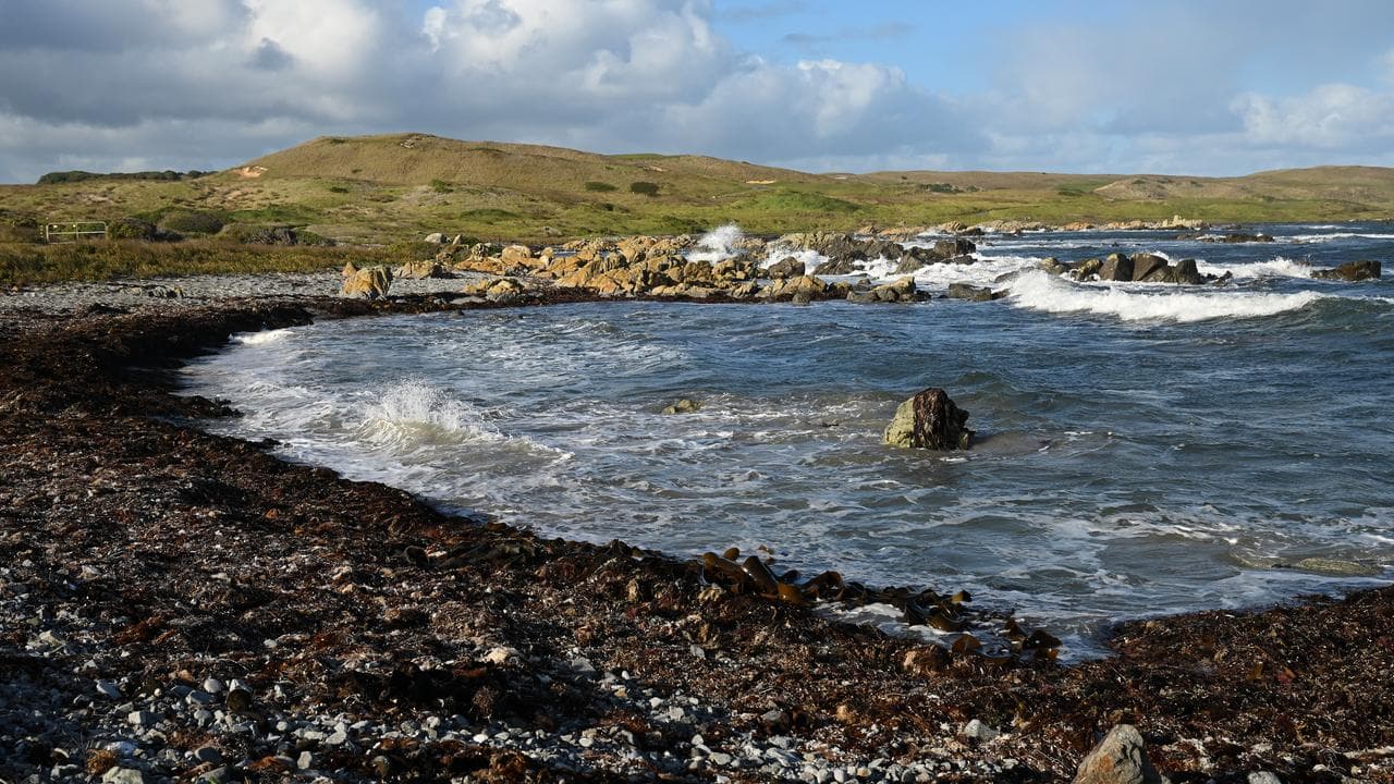 Bull lelp along the shore at Three Rivers Bay on King Island, Tasmania