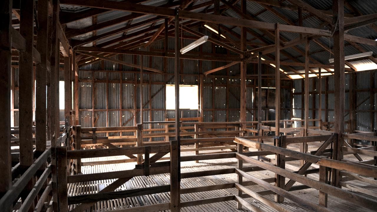 Shearing shed
