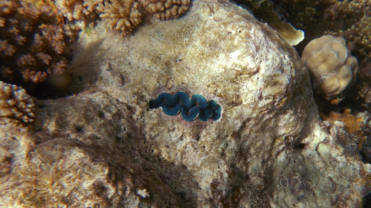 The Great Barrier Reef