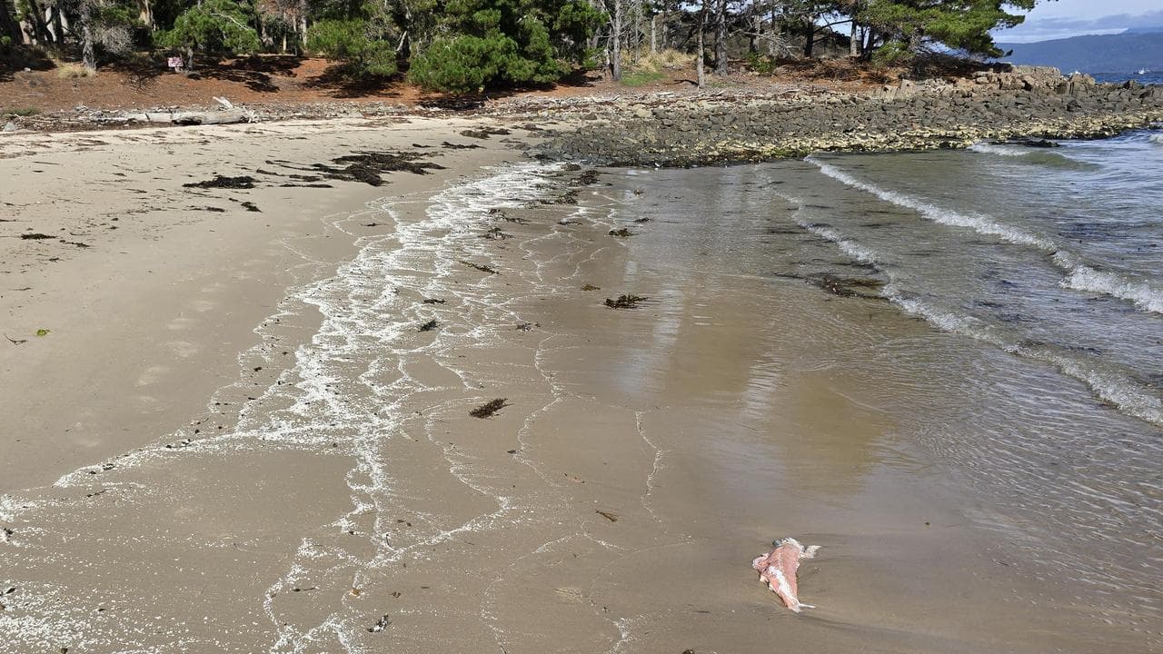 A file photo of salmon on Bruny Island