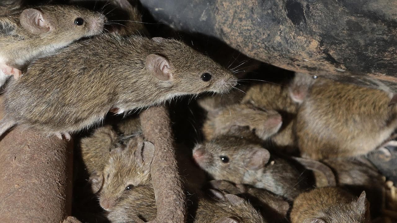 A mouse plague