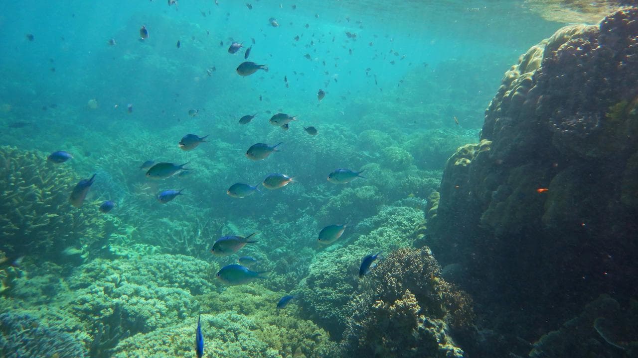 Great Barrier Reef in far north Queensland