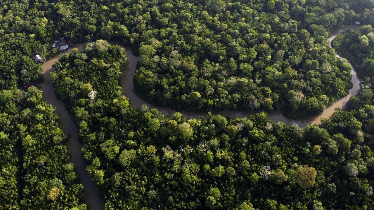 The Amazon rainforest, Brazil