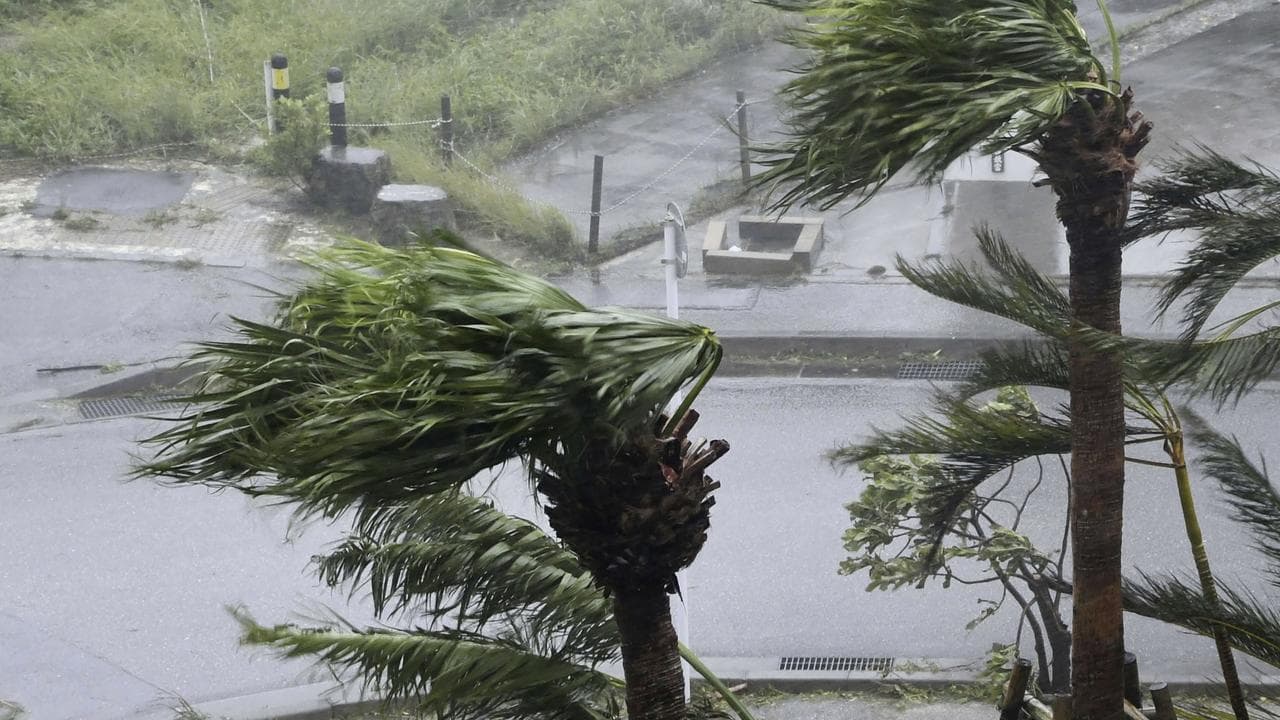 Trees lashed by a typhoon in the Philippines