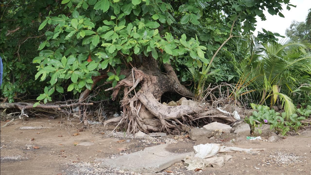 Erosion exposing tree roots on Saibai Island in the Torres Strait
