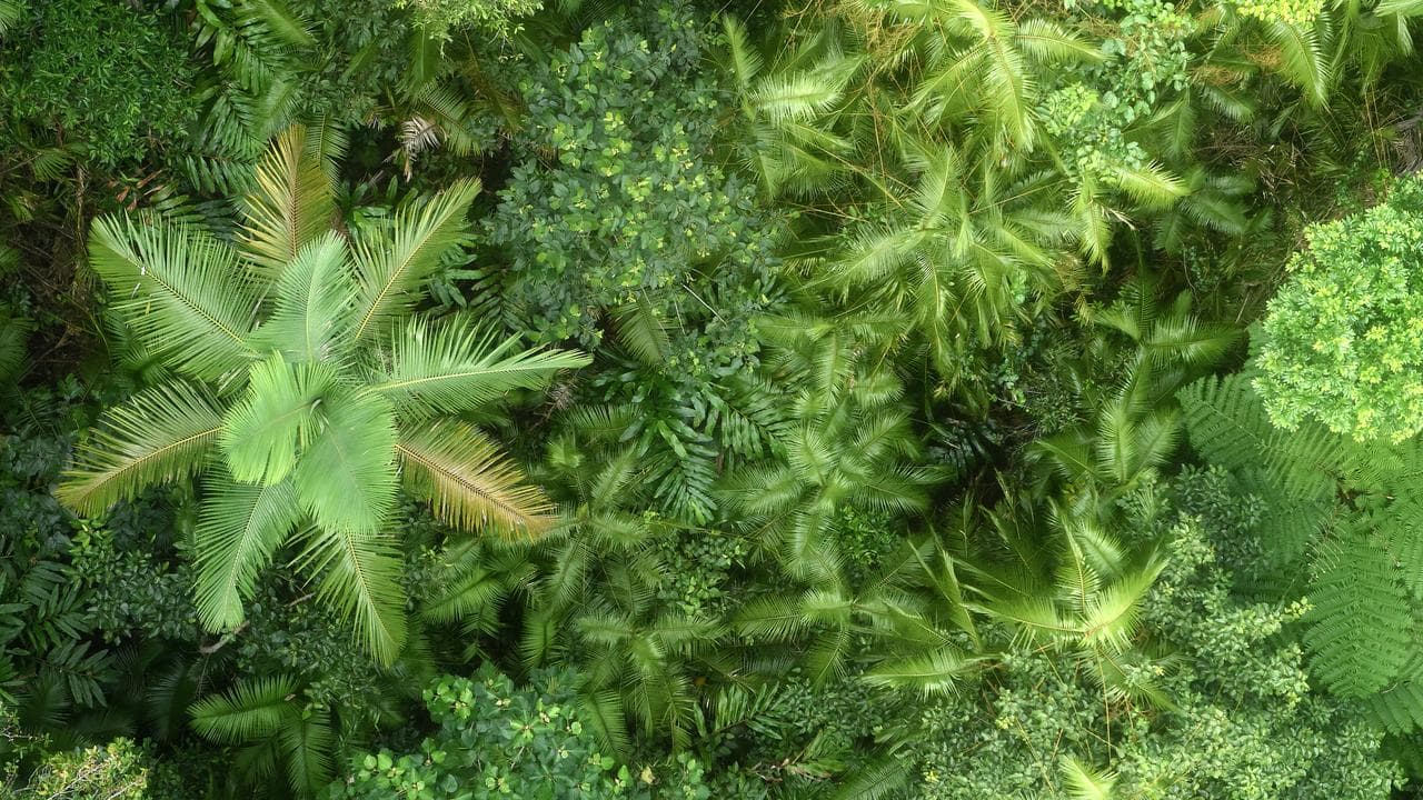 NORTH QUEENSLAND STOCK