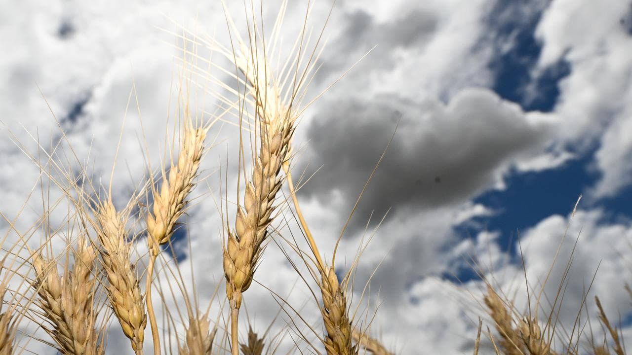 Wheat heads are seen in a field (file)