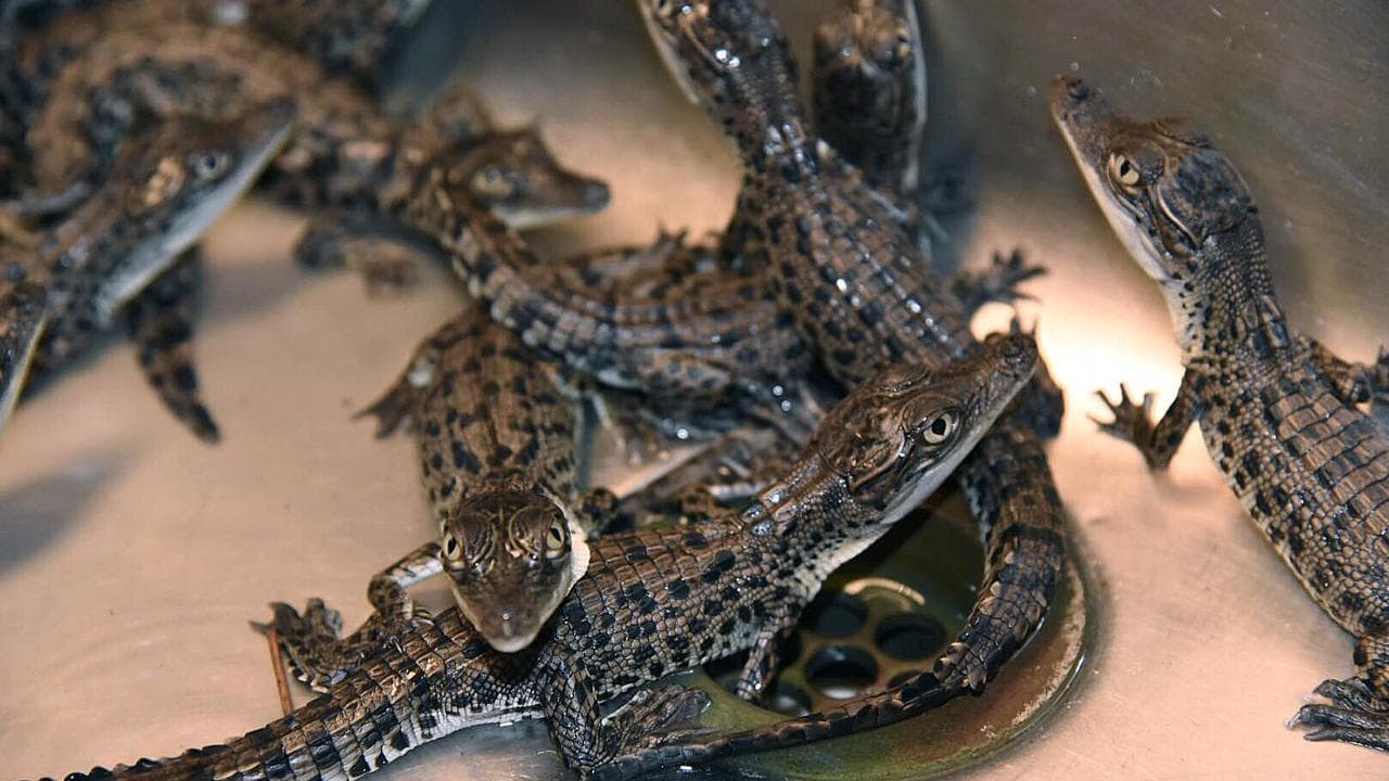 Baby crocodiles