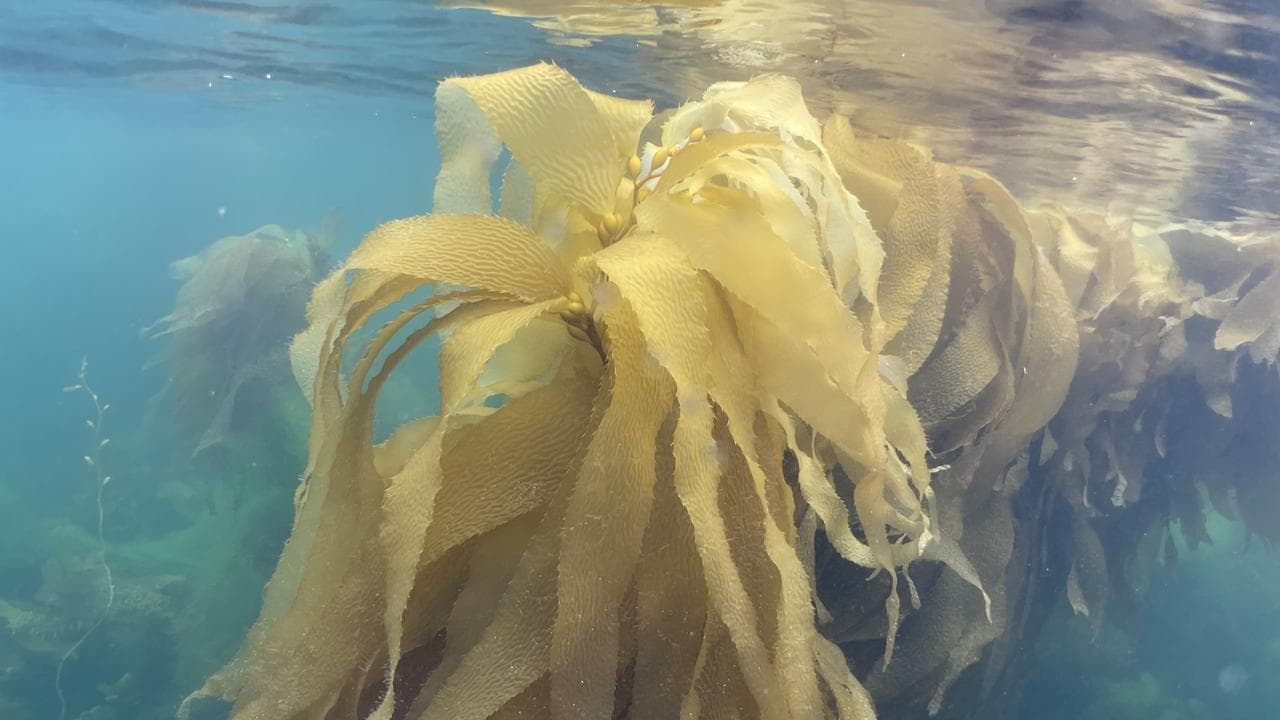 Giant kelp on the Tasman Pensinsula