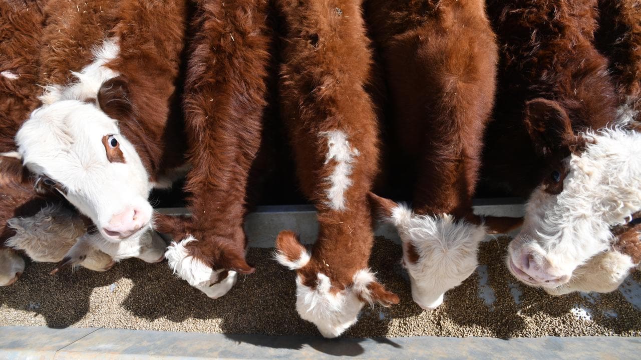 Cattle feeding at Langawirra Station, New South Wales