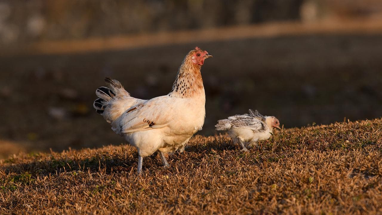 A file photo of chickens 