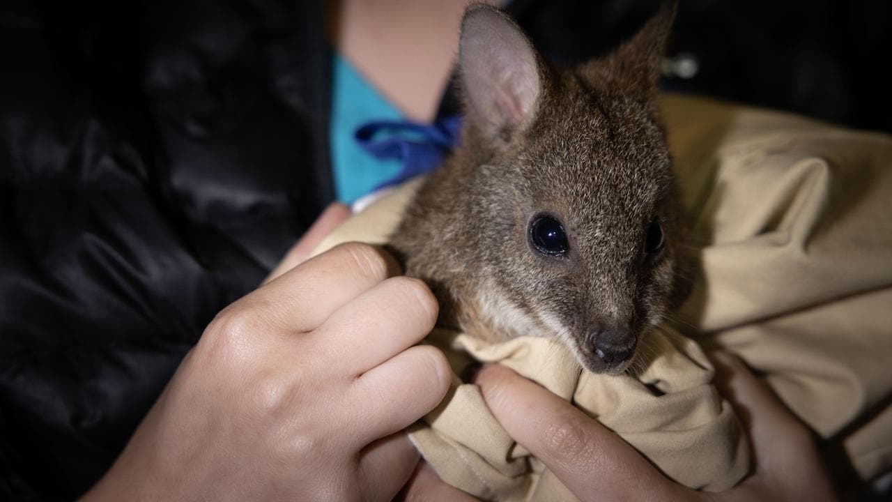 ENDANGERED PARMA WALLABIES