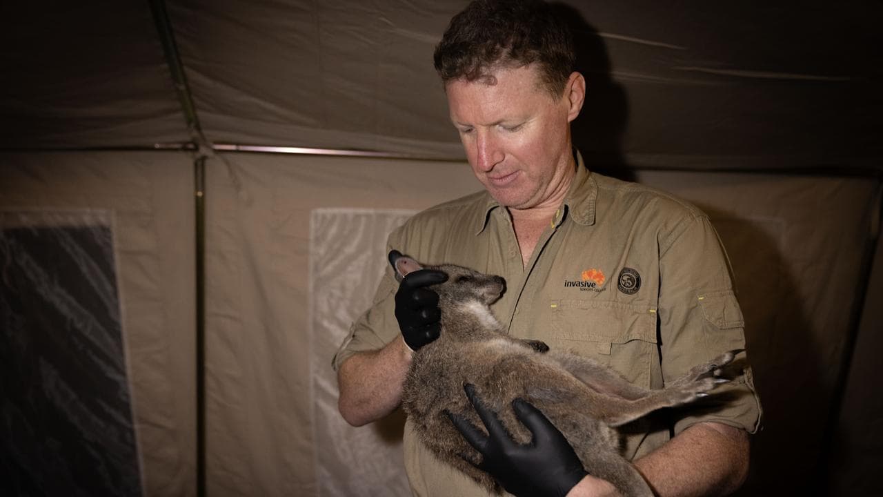 ENDANGERED PARMA WALLABIES