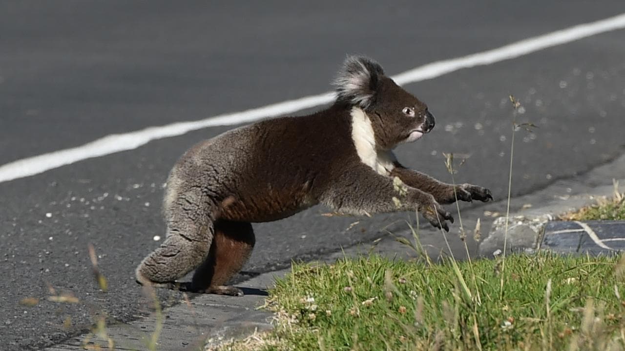 Koala crossing road