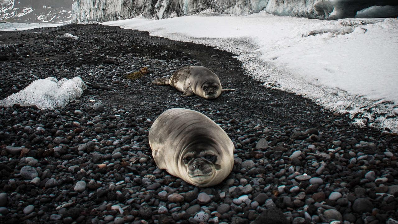 Southern elephant seals on Heard Island (file image)
