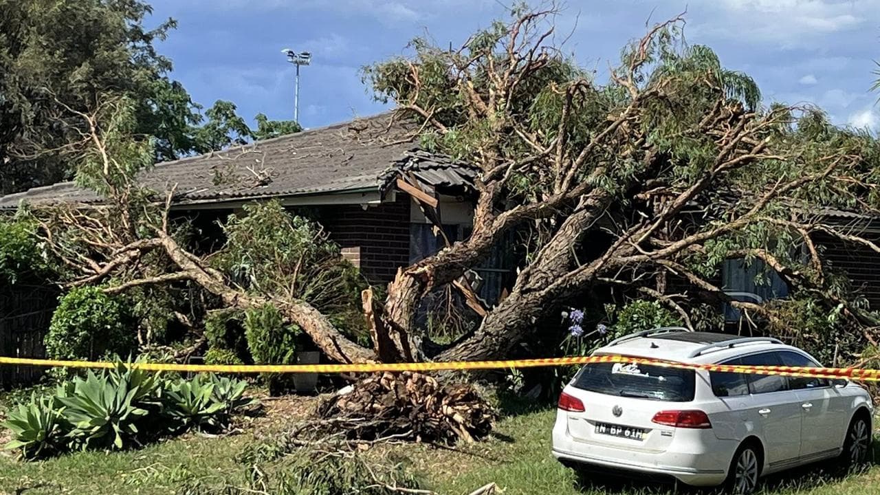 an uprooted tree in Blacktown