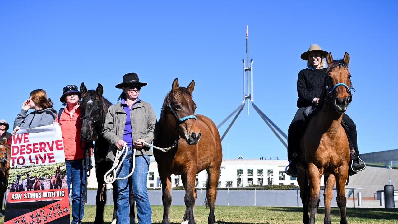 Brumby advocates at federal parliament