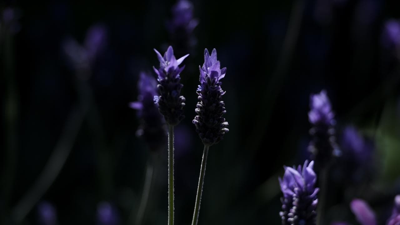 A photo of lavender.
