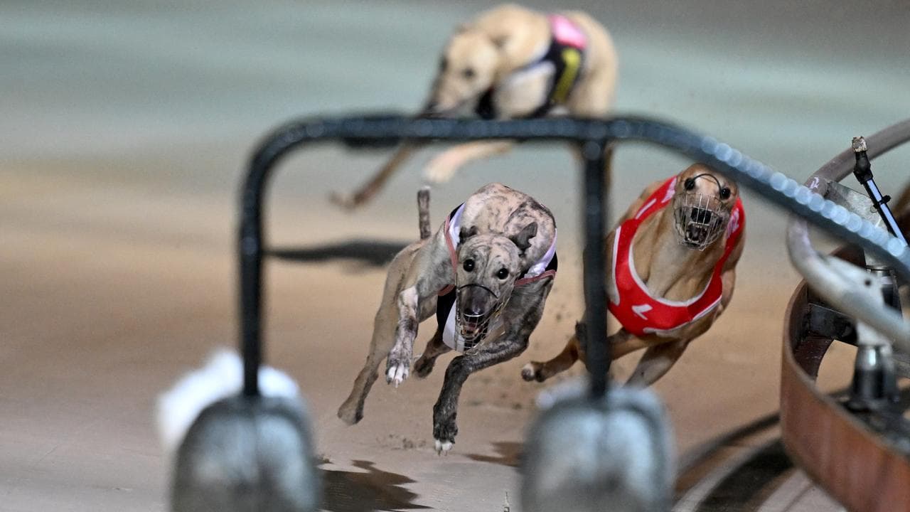 Greyhound racing dogs in action (file image)