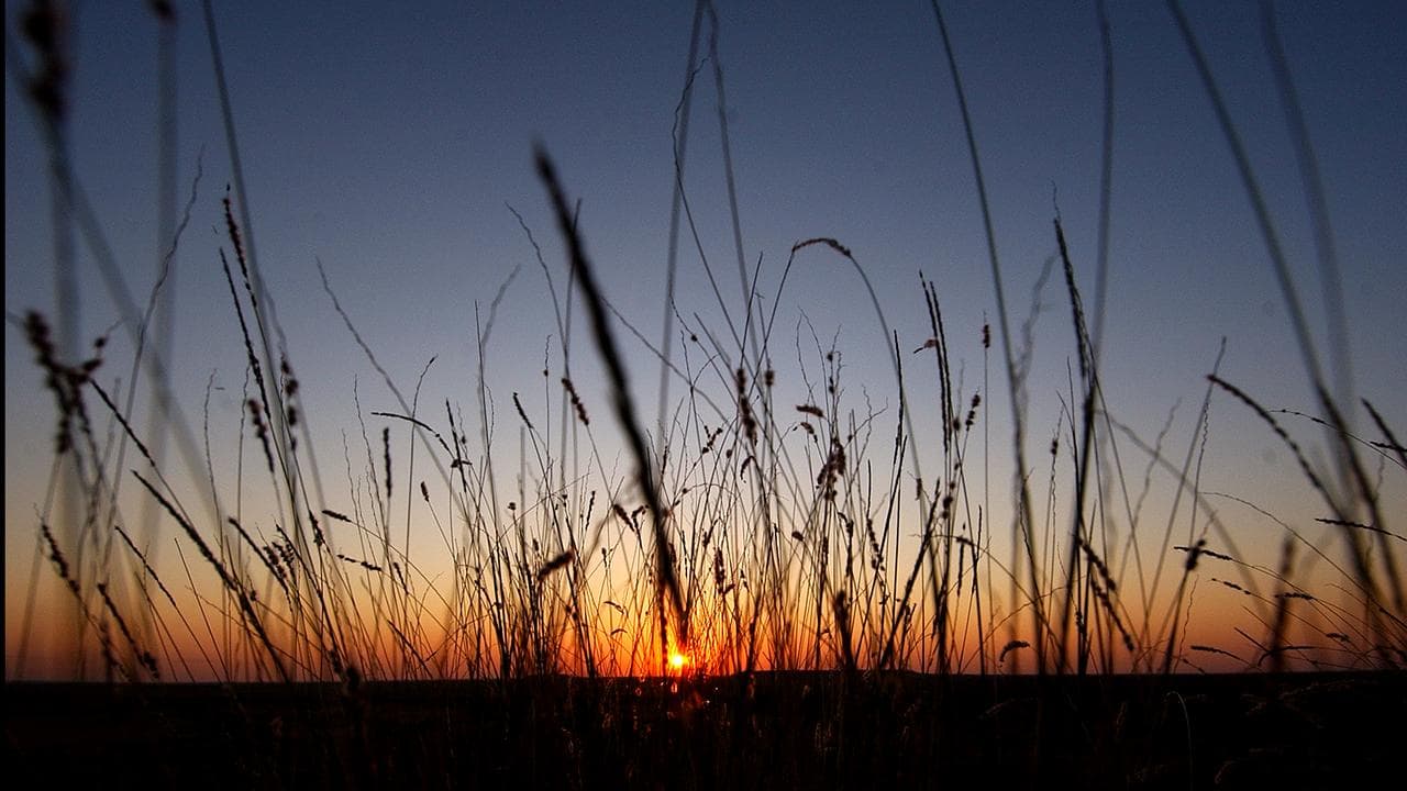 AUSTRALIAN NATIVE GRASS