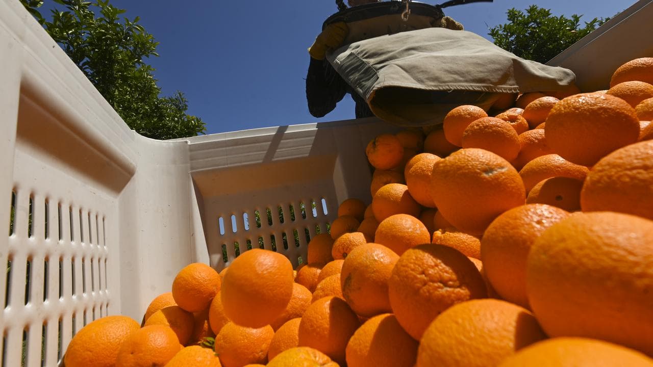 A fruit picker (file image)