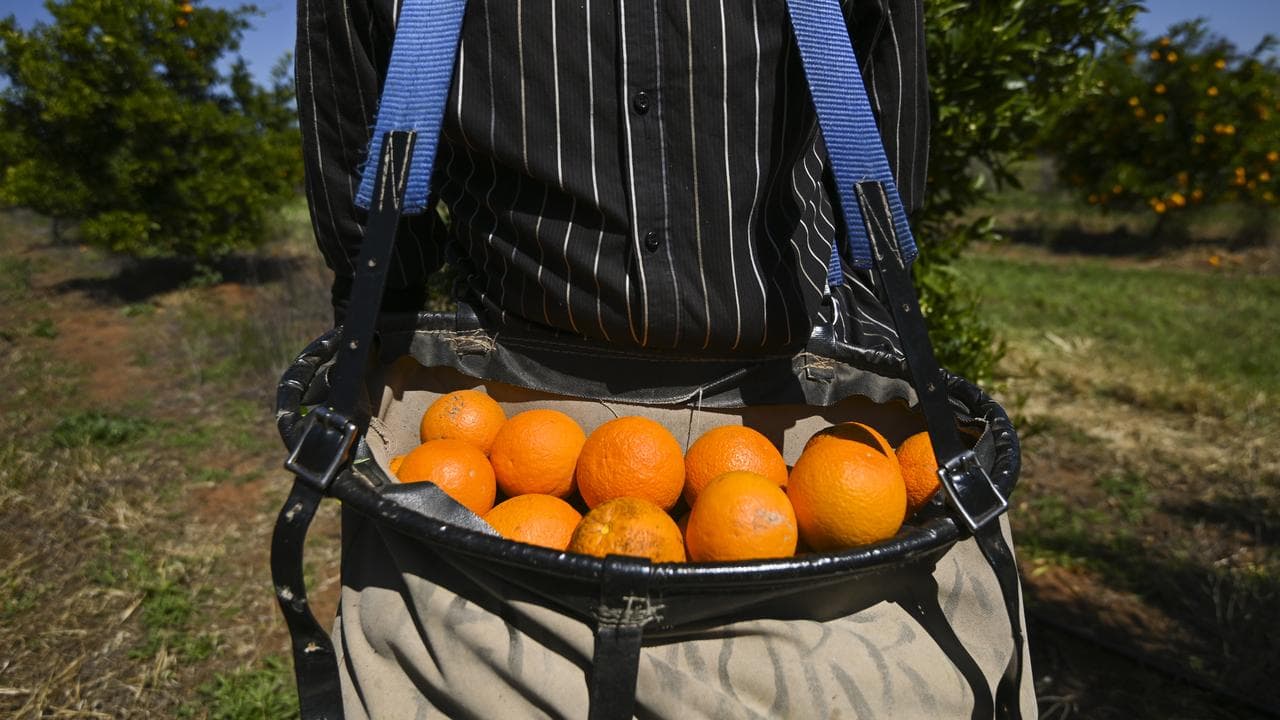A fruit picker near Leeton